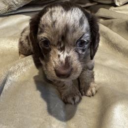 Girl 1 - Dapple female Dachshund puppy in Collinston, Utah from RSP Mini Doxies