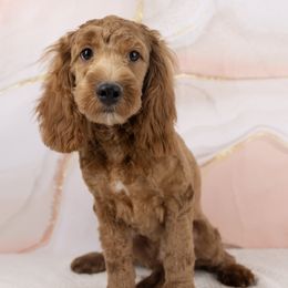 Cooper - Red male Cockapoo puppy in Salt Lake City, Utah from Marlene's Doodles