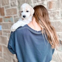 Poodle Puppies from Woofadoodles