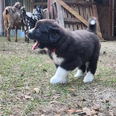 Colorado Mountain Dog Puppies from Victory Family Farm