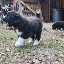 Colorado Mountain Dog Puppies from Victory Family Farm