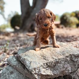 Iron - Red  male Goldendoodle puppy in Shingle Springs, California from Kindred Oak Goldendoodles