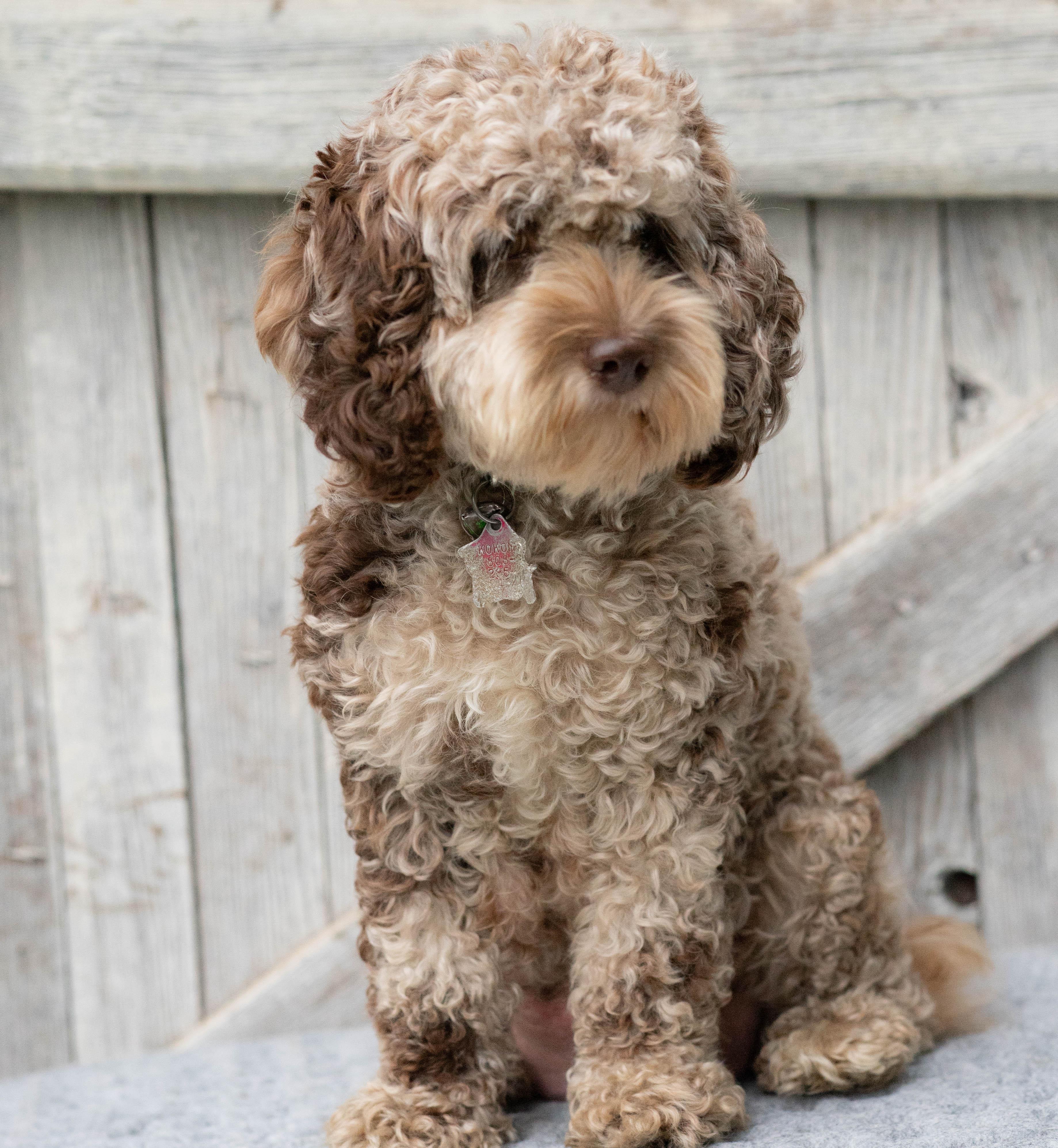 Hazel