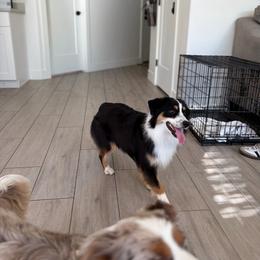 Nami - Black tri female Miniature American Shepherd puppy in Riverton, Utah from Iron Spirit Homestead & Aussies