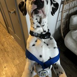 Dalmatian All Grown Up from Rosais Acres LLC