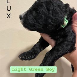 Poodle Puppies from Semmy’s standard Poodle