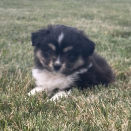 Black female - Black tri female Toy Australian Shepherd puppy in Lame Deer, Montana from Bar M Toy Aussies