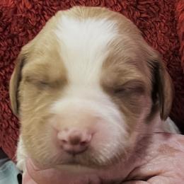 Boy 4 - Orange and white male Brittany puppy in Floyd Knobs, Indiana from Cross Creek Brittanys