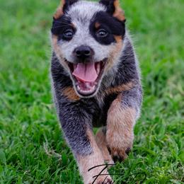 Sayre - Blue female Australian Cattle Dog puppy in Fairview, Oklahoma from Flying D Kennels