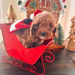 Buddy - Red male Cavapoo puppy in Tolleson, Arizona from Pixie Dust Cavaliers