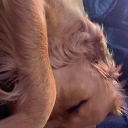 Golden Retrievers from Laurie Pereda's Golden Retrievers