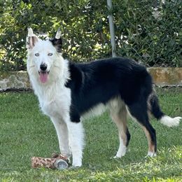 Maverick - Border Collie