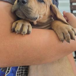 Girl 4 - Fawn female Great Dane puppy in Camby, Indiana from Heather's Noble Saints