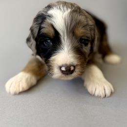 Lily (Purple) - Tri-color female Bernedoodle puppy in Highland, Utah from Angel Pups Deluxe