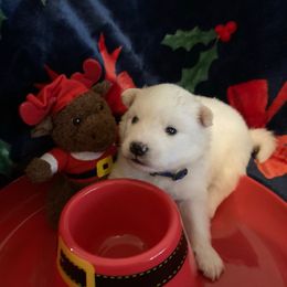 Sport - White male American Eskimo Dog puppy in Westwego, Louisiana from Connie's American Eskimo Dogs and Mini Australian Shepherd Dogs