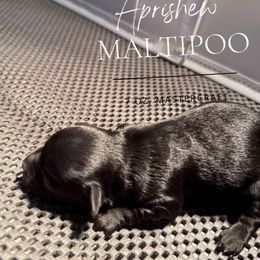 M.C. Mastercraft - Black male Maltipoo puppy in Weatherford, Texas from Aprishew Maltipoo