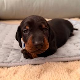 Bluey - Black and tan male Dachshund puppy in Fort Wayne, Indiana from Hot Dog Haven