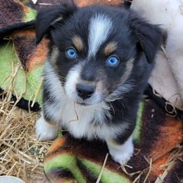 Black  and white tri color - Black tri-color female Australian Shepherd puppy in Bloomfield, New York from Wayward Trails Kennel
