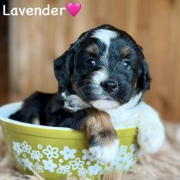 Lavender - Black tri-color female Aussiedoodle puppy in Lancaster, Minnesota from Finney Ranch