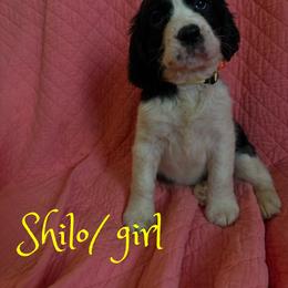 Shiloh - Black and white female English Springer Spaniel puppy in Cookeville, Tennessee from AVE Springer Spaniels
