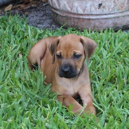 Rhodesian Ridgebacks from Avanti Ridgebacks