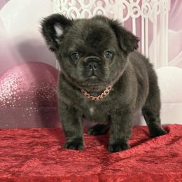 Peppermint Patty - Blue female French Bulldog puppy in Plano, Illinois from Velvet Fluffy Pups