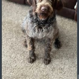 Ruby - Wirehaired Pointing Griffon