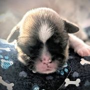 Girl2 - Black gold and white Shorkie puppy in Idaho from Little Rascal Ranch