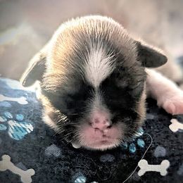 Girl2 - Black gold and white Shorkie puppy in Idaho from Little Rascal Ranch