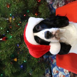 English Springer Spaniel All Grown Up from RuffHouser English Springer Spaniels