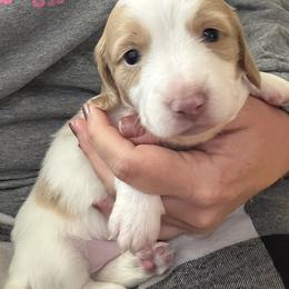 Red - Piebald male Dachshund puppy in Brooksville, Florida from Dip N Doxies