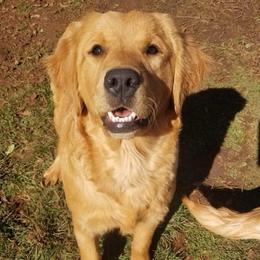 Benelli - Golden Retriever