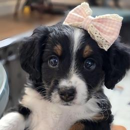 Purple - Tri-color female Bernedoodle puppy in Rockledge, Florida from Stormie's Doodles