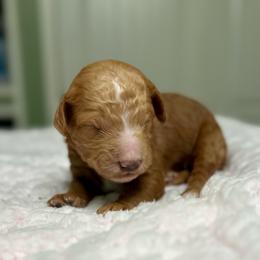 Samuel - Red  male Goldendoodle puppy in Pasadena, Texas from Toledo Creek Doodles