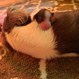 3450..Raya - Chocolate and tan female Dachshund puppy in Winter Haven, Florida from Gateway 2 Little Paws