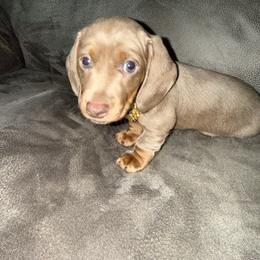 Champ - Fawn (isabella) and tan male Dachshund puppy in Homestead, Florida from Weenie Land Miami