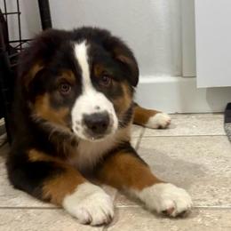 Wyatt - Black tri-color male Australian Shepherd puppy in Preston, Idaho from KC Bar Ranch Aussies