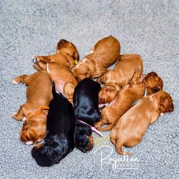 Cavalier King Charles Spaniel Puppies from Royalton Cavaliers