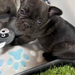 Green collar - Black and white female French Bulldog puppy in Livingston, Texas from Drake Home Frenchies