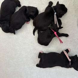 Girl 1 - Black female Miniature Schnauzer puppy in Tacoma, Washington from MSR Mini Schnauzers