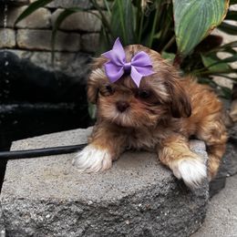 Charlotte - Liver female Shih Tzu puppy in Apple Valley, California from Southern California Shih Tzu Palace