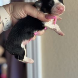 Denver - Black and white male American Corgi puppy in East Oakdale, California from Rhettro Kennels