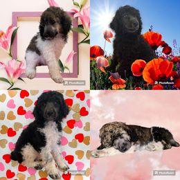 Poodle Puppies from Paddock's Purebred Poodles