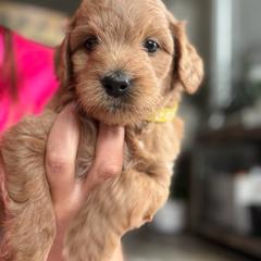 Magnolia - Apricot female Goldendoodle puppy in Hughesville, Maryland from Fox Run Farm