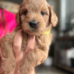 Magnolia - Apricot female Goldendoodle puppy in Hughesville, Maryland from Fox Run Farm