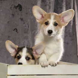 Pembroke Welsh Corgis from Gwen Nerren