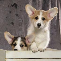 Pembroke Welsh Corgis from Gwen Nerren