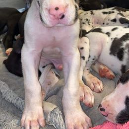 Great Dane Puppies from Galactic Danes