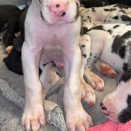 Great Dane Puppies from Galactic Danes