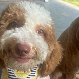 JoJo - Goldendoodle